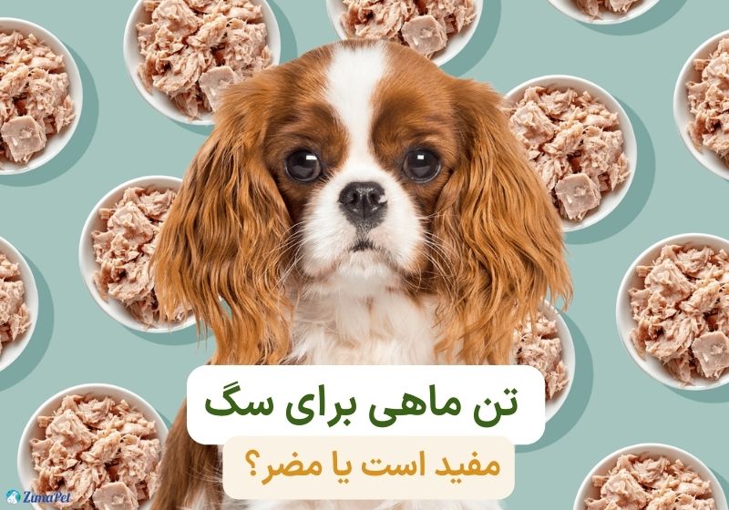 تن ماهی برای سگ مفید است یا مضر؟